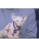 Image for article titled Poll: Who Is Your Favorite Famous Feline?